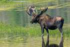 Bull moose takes advantage of a small pond to cool off in the Rocky Mountains of Colorado. Art Print